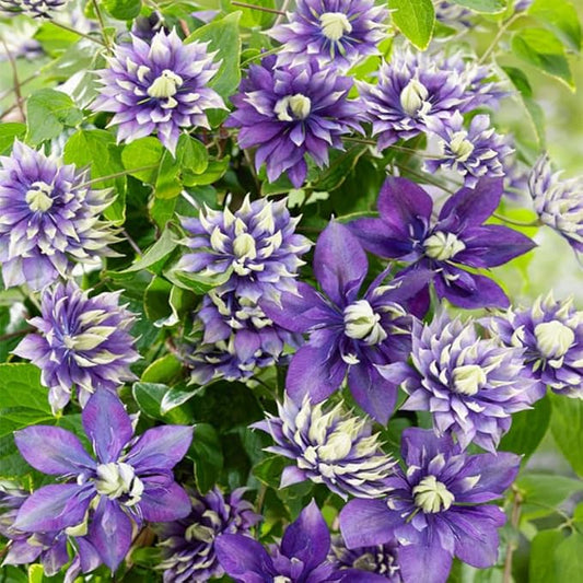 190+ Perennial Mix Clematis Seeds for Planting-Non-GMO Heirloom Plant Seeds Garden Outdoor