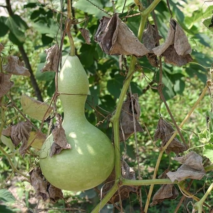 Seeds Bottle Gourd - Calabash - Lagenaria - Heirloom Vegetable - GMO Free