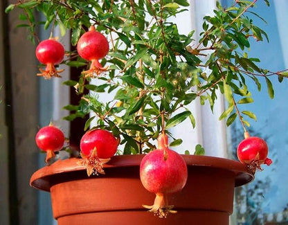 Seeds Pomegranate Heirloom Fruit Non GMO for Planting