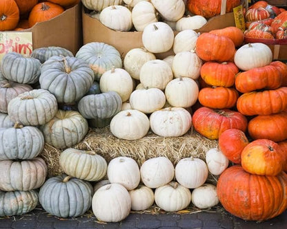 Musque de Provence Pumpkin Seeds - One of The Most Intereting and Decorative Pumpinks as Well as Delicious