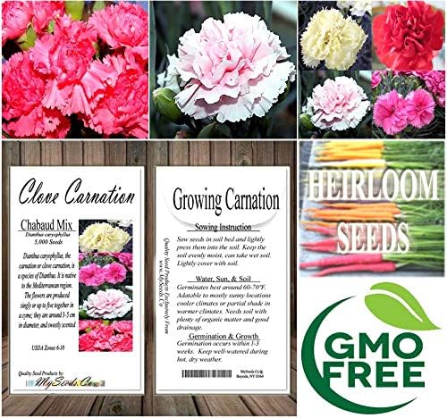 Big Pack - Clove Carnation Seed (5,000 Seeds) - Dianthus caryophyllus Chabaud Mix - Edible Flower Seeds (Big Pack - Clove Carnation)