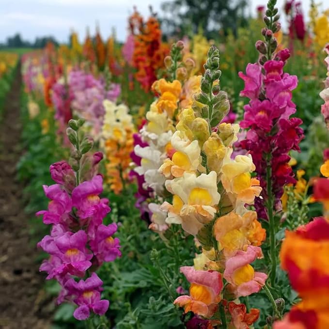 200pcs Snapdragon Seeds Flower Seed Antirrhinum majus Tetra Mix Multi Color Blooms Cut Flowers Non-GMO