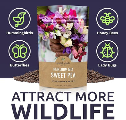 Sweet Pea Seeds Heirloom Mix - Bulk 1/4 Pound Bag - Over 1,400 Seeds - Large Fragrant Lavender, Purple, Red, Pink and White Blooms