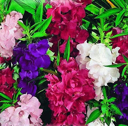 Seeds Garden Balsam Mix Annual Flowers for Planting