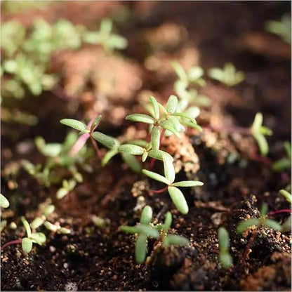 20,000+ Moss Rose Seeds (Portulaca Grandiflora) - Mixed Color Perennial Ground Cover, Non-GMO, Heirloom, Vibrant Blooms for Garden Beds, Outdoor Planting & Garden Beautification