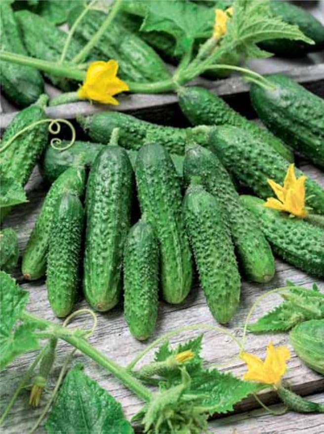 Seeds Vegetable Cucumber Parisian Gherkin Heirloom Without Bitterness for Pickling - 20 Seeds