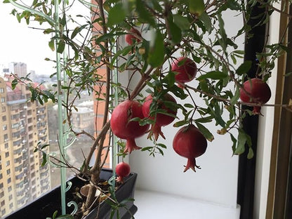 Seeds Pomegranate Heirloom Fruit Non GMO for Planting