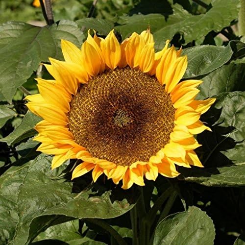 Non GMO Dwarf Sunspot Sunflower Seeds (5 Lbs)