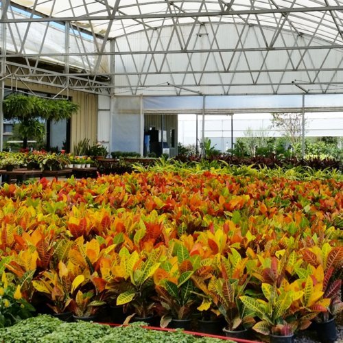 Nelson - Trees, Shrubs, & Evergreens Plant Food for In-Ground, Containers, & Patios, Granular Fertilizer, NutriStar 21-6-8 (15 lb.)