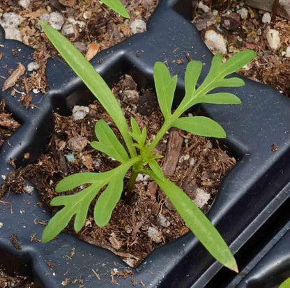 2,000 Seeds of Sulphur Cosmos, Bright Lights Mix by Seeds2Go