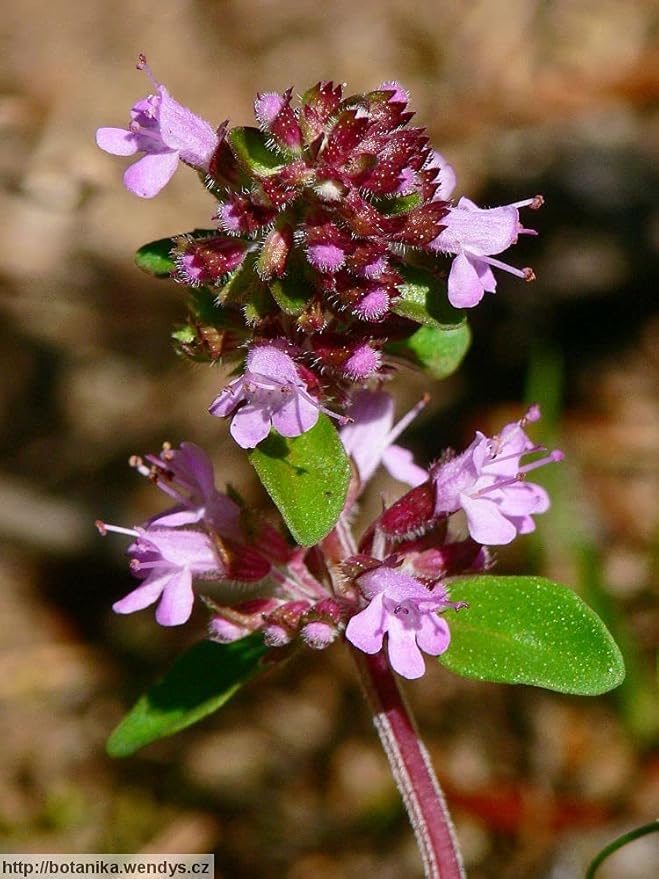 Seeds Common English Thyme Herbs for Planting Non GMO 500 Seeds