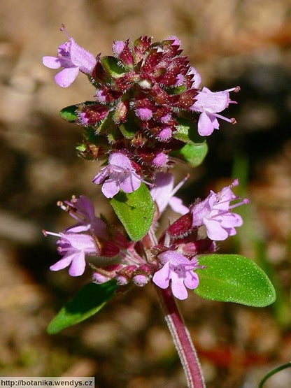 Seeds Common English Thyme Herbs for Planting Non GMO 500 Seeds
