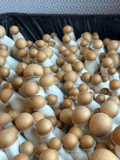 Premium Bulk Mushroom Substrate Mix | Fully Pastuerized | Maximum Yield | for Dung & Grain Loving Mushrooms (5 LBS)