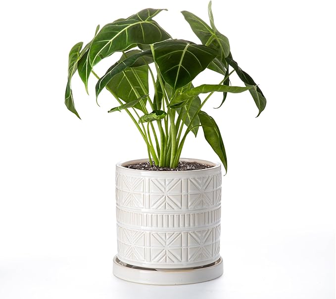 Ceramic Plant Pots Indoor-Outdoor: 8 Inch Embossed Planters with Drainage Hole & Saucer - Modern Decorative Flower Pots for Home Garden Patio Office Decor
