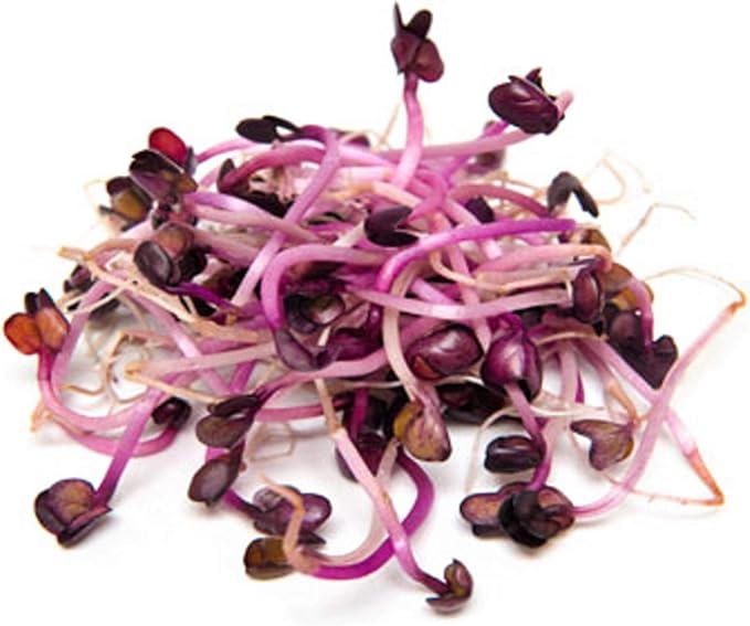 16 oz Rambo Radish Seeds for Sprouting, Microgreens - Non-GMO - Country Creek LLC Brand- Garden Planting, Cooking, Emergency Food Storage, Vegetable Gardening, Juicing,& More!