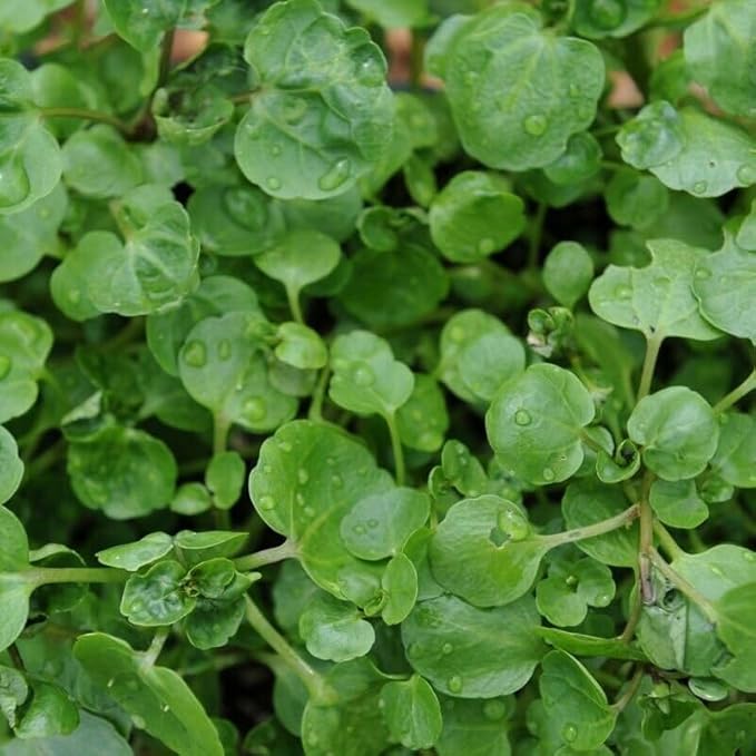 Seeds Garden Cress Broadleaf Indoor Lettuce Heirloom Vegetable for Planting Non GMO