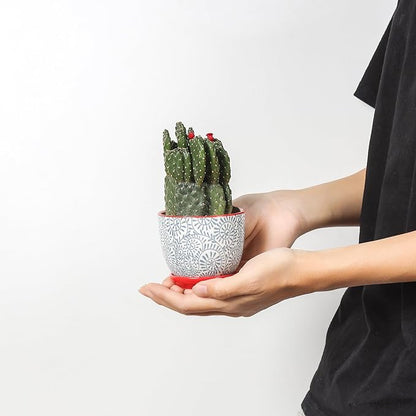 Selamica Ceramic Succulent Pots, 3.5 Inch Small Plant Pots for Indoor Plants Cactus Herbs, Succulent Planters with Drainage Holes & Saucers, Home Decor, Set of 6, Assorted Colors