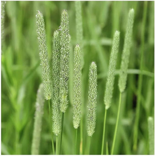 Climax Timothy Grass Seeds, 1 Pound by Seeds2Go