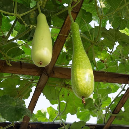 15+ Long Bottle Gourd Seeds Calabash Gourd Gourds Non-GMO Edible Asian Indian Vegetable Squash Dudi Calabash Long Melon Climbing Vine