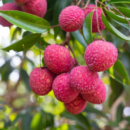 20 Giant Lychee Seeds Exotic Fruit Heirloom Sweet Tropical Fruit Litchi Chinensis Seed
