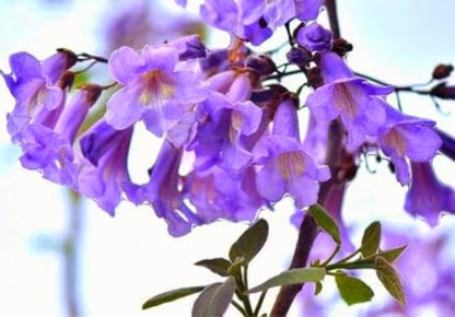 450 Paulownia fortunei | Dragon Tree | Fortunes Empress, by-PeavyTailor, Sapphire