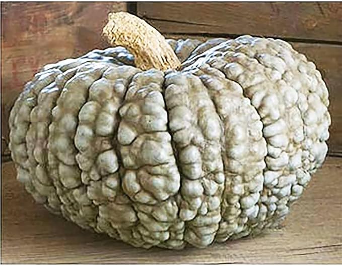 Marina Di Chioggia Bumpy Blue Pumpkin Seeds - 12 Seeds - One of The Most Intereting and Decorative Pumpkins as Well as Delicious