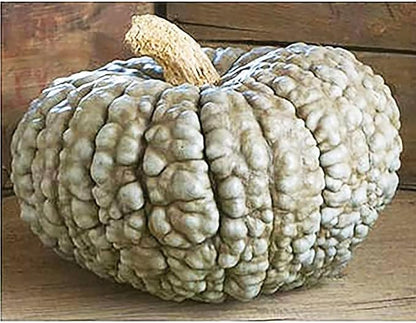 Marina Di Chioggia Bumpy Blue Pumpkin Seeds - 12 Seeds - One of The Most Intereting and Decorative Pumpkins as Well as Delicious