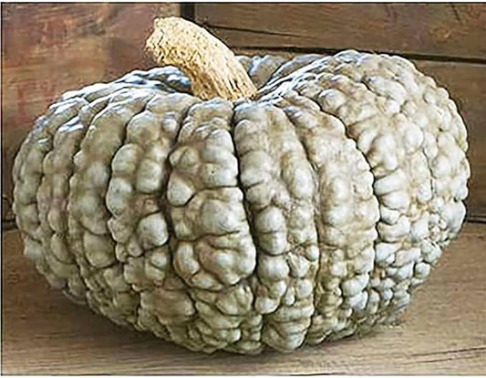 Marina Di Chioggia Bumpy Blue Pumpkin Seeds - 12 Seeds - One of The Most Intereting and Decorative Pumpkins as Well as Delicious
