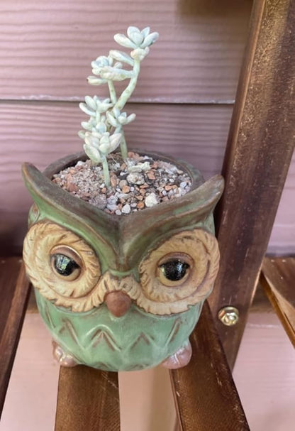 Decorative Ceramic Planter with Bamboo Base Indoor Plant Holder Animal Shaped Ceramic Succulent Pot with Drainage Mini Succulent Plants Cactus Planter (Owl)