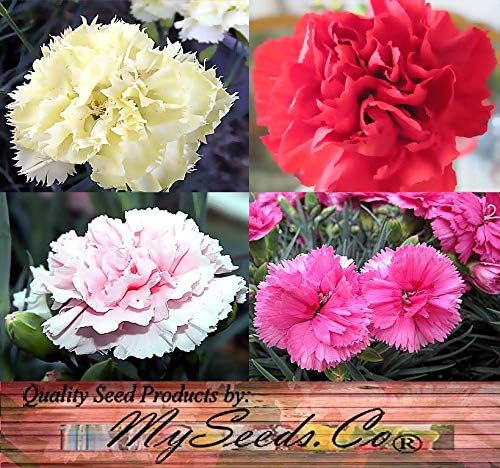 Big Pack - Clove Carnation Seed (5,000 Seeds) - Dianthus caryophyllus Chabaud Mix - Edible Flower Seeds (Big Pack - Clove Carnation)
