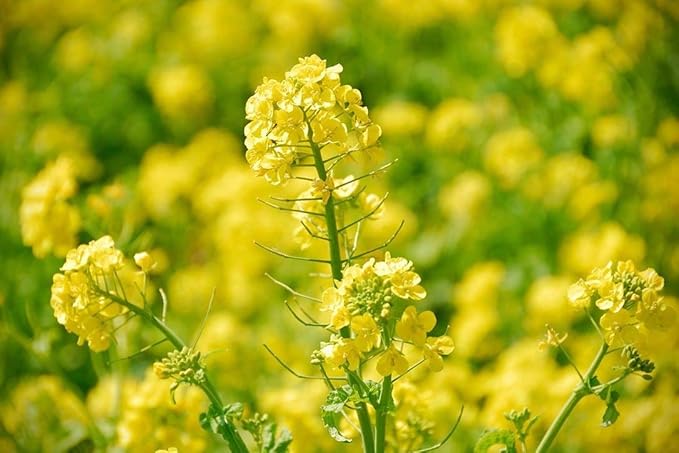Food to Live - Organic Yellow Mustard Seeds, 20 Pounds - Non-GMO, Whole Dried Spice, Vegan, Kosher, Bulk. Spicy, Pungent Flavor. High in Selenium, Fiber