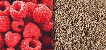 Red Raspberry Seed Pack 200 pcs - Perennial Heirloom Non-GMO Outdoor Indoor