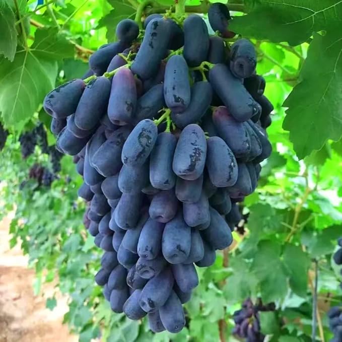 Dwarf Finger Grapes Seeds for Planting Outdoor, 200pcs Sweet Orangic Grape Tree Fruit Seeds Non-GMO Heirloom Plants, Delicious Juicy Plants in Your Home Garden