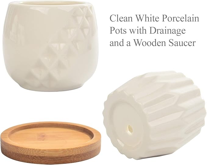 B SEPOR Set of 6 White Simple Porcelain Planters for Small Plant Pots Baby Succulent Cactus with Drainage and Saucer for Home Office Decoration Gift(White Stripes)