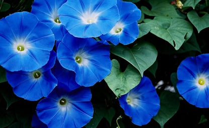 Heavenly Blue Morning Glory (Ipomoea Tricolor), Untreated Heirloom Seeds Pack of 1,500 Seeds - by Seeds2Go