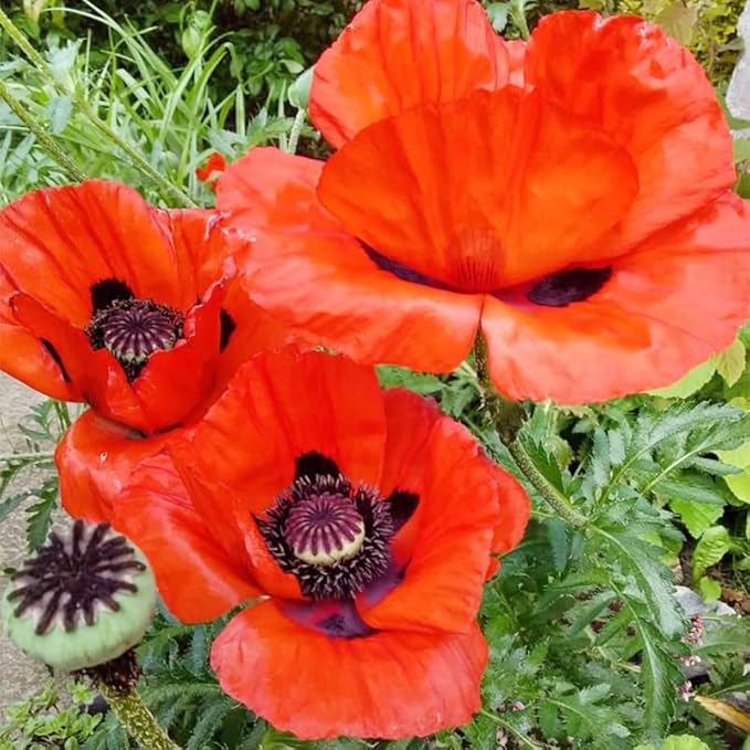 5000+ Mixed Poppy Flower Seeds for Planting-Colorful Masses of Wildflowers - Heirloom & Open Pollinated