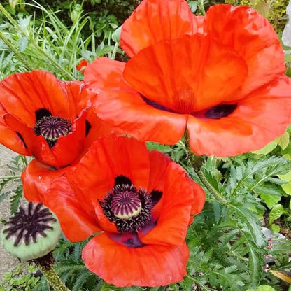 5000+ Mixed Poppy Flower Seeds for Planting-Colorful Masses of Wildflowers - Heirloom & Open Pollinated