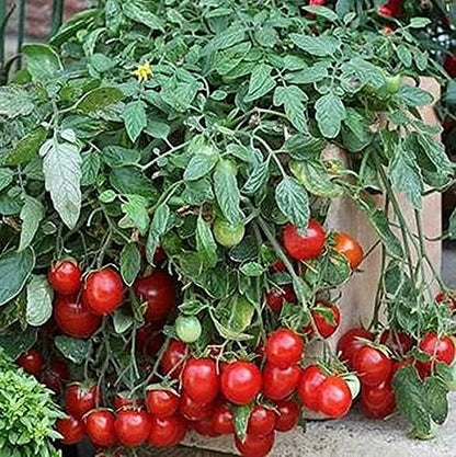 Cherry Falls Tomato Seeds