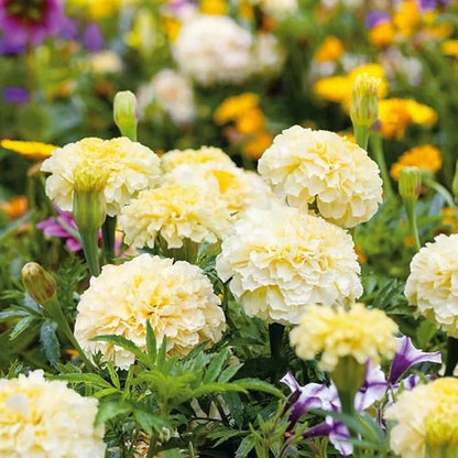 100pcs Moonlight Marigold Seeds Tall Creamy White Flowers Large Double Flowers Heirloom Non-GMO Tagetes patula