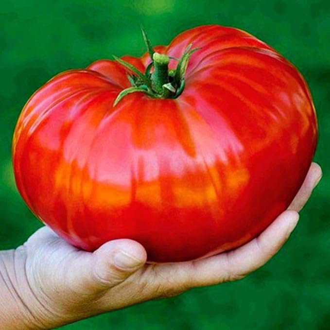 Seeds Red Giant Beefsteak Tomato Indeterminate Non GMO Vegetable for Planting