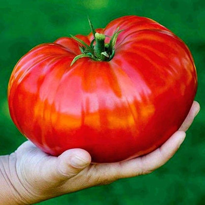 Seeds Red Giant Beefsteak Tomato Indeterminate Non GMO Vegetable for Planting
