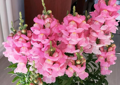 200pcs Snapdragon Seeds Flower Seed Antirrhinum majus Tetra Mix Multi Color Blooms Cut Flowers Non-GMO