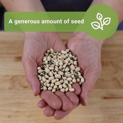 Sow Right Seeds - Bulk Black Eyed Cowpea Seeds for Planting - 2 Ounce, 225 Seeds - Non-GMO Heirloom Jumbo Pack with Instructions to Plant a Home Vegetable Garden - Grow Loads of this Bush Bean Variety