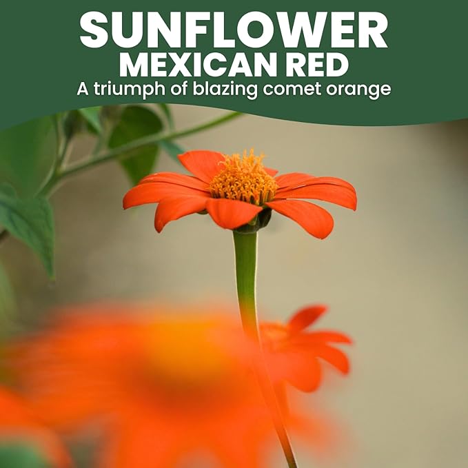 Mexican Sunflower (Red) – 2,000 Seeds for Planting – 1 Ounce Pack – 2026 Growing Season
