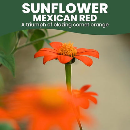 Mexican Sunflower (Red) – 400 Seeds for Planting – 5-Gram Pack – 2026 Growing Season