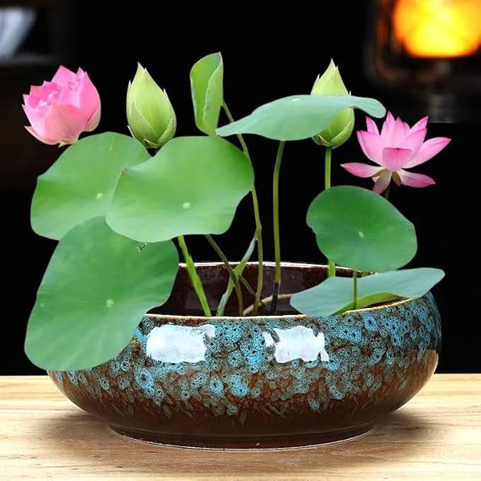 Lotus Bowl Planter, Decorative Ceramic Plant Pots with Moisture-Multifunctional Design, Succulents Orchids Indoor Plants, Thickened Round Planter for Home Desk & Shelf Decor