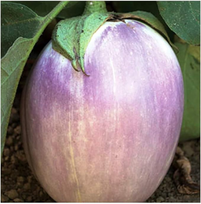 Rosa Blanca Eggplant Seeds
