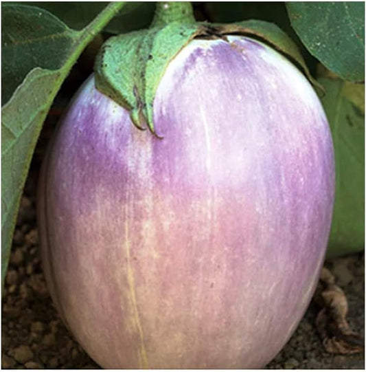 Rosa Blanca Eggplant Seeds