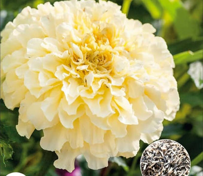 100PCS Double Marigold Seeds Moonlight Marigold Flower Bloom Beneficial Bees Seeds Heirloom