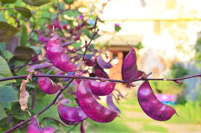 TomorrowSeeds - Purple Moon Hyacinth Bean (Pole) Seeds - 90+ Count - for 2026 Planting Lablab Purpureus Dolichos Tonga Njahi Seim Bataw Flat Beans USA Garden Vegetable Grow Your Own Home Farm Patio